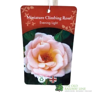 Bransford Webbs Peach Miniature Climbing Rose 'Evening Light' 3Ltr Pot - Pic needed