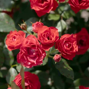 Brick House® Orange Floribunda Rose #3