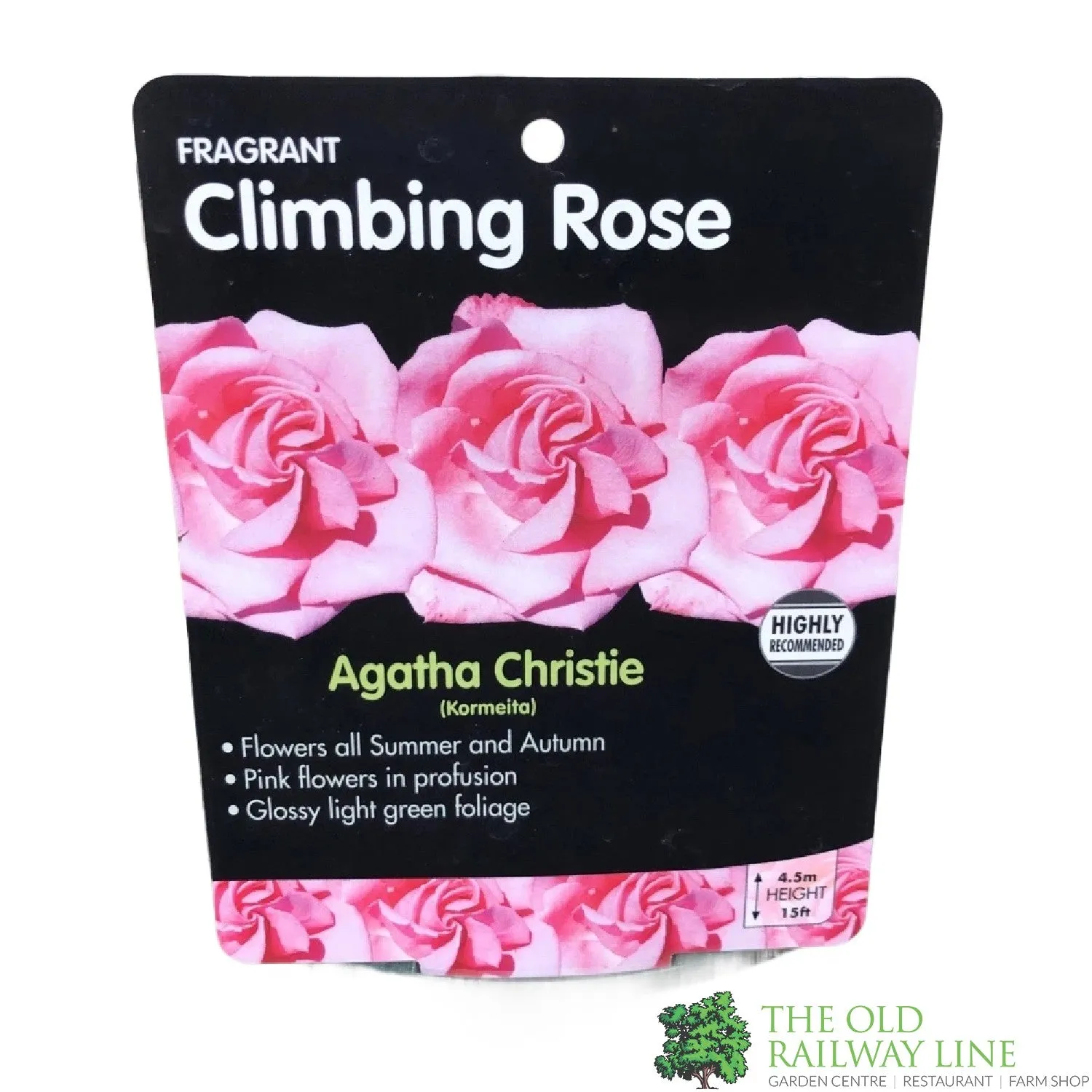 Whartons 'Agatha Christie' Climbing Rose 4Ltr Pot