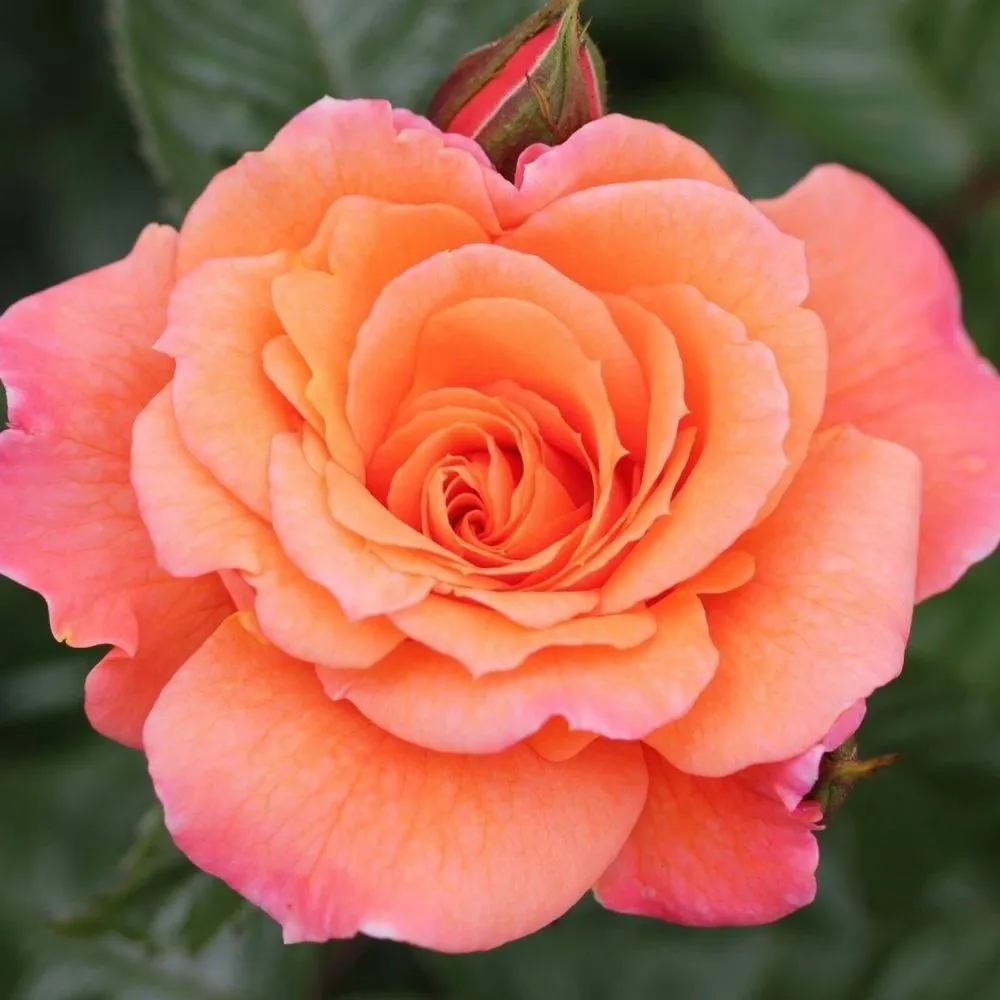 Whartons 'Scent from Heaven' Climbing Rose 4Ltr Pot